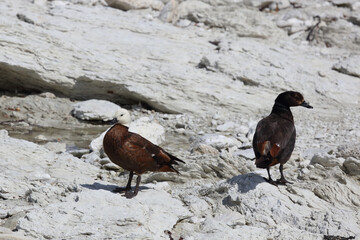 Paradieskasarka / Paradise shelduck / Tadorna variegata