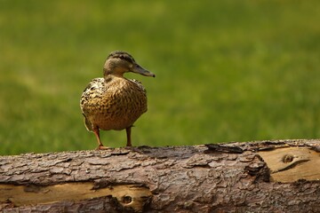 The mallard or wild duck (Anas platyrhynchos) feline feeding on the branch