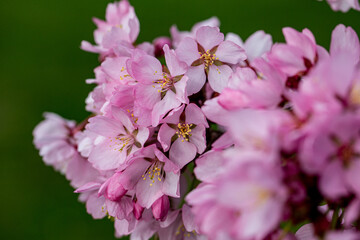 mountain cherry blossom detail prunus sargentii