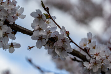 tokyo cherry blossom detail prunus x yedoensis