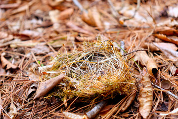 秋冬の森に落ちていた鳥の巣