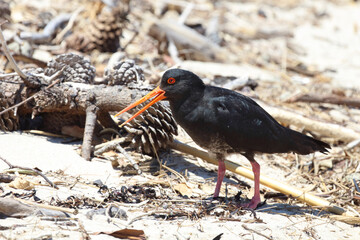 Neuseeländischer Austernfischer / Variable oystercatcher / Haematopus unicolor