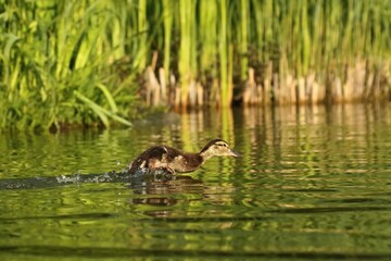 The mallard or wild duck (Anas platyrhynchos) small newborn swimming on the lake.