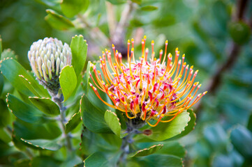 Mossel Bay Pincushion protea