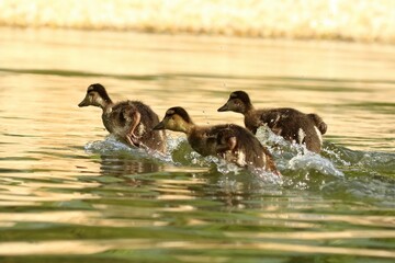 The young mallard or wild ducks (Anas platyrhynchos) small newborn swimming on the lake.