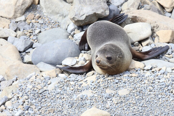 Neuseeländischer Seebär / New Zealand fur seal / Arctocephalus forsteri