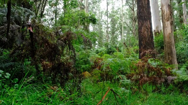 The Beautiful Dandenong Ranges, Stunning Eco System, Tall Mountain Ash Tree's, A Variety Of Fern's and Small Creeks Supports A Wide Array Of Australian Native Animals 