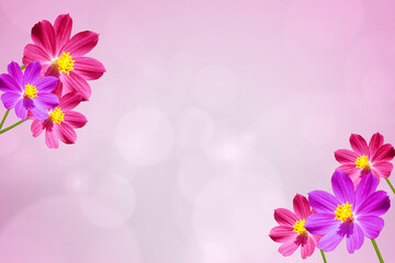 Beautiful flowers and branch on bokeh background. Banner format, copy space.