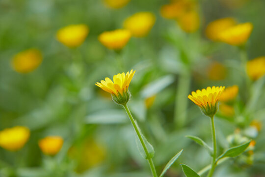 30 件の最適な 冬知らず 画像 ストック写真 ベクター Adobe Stock