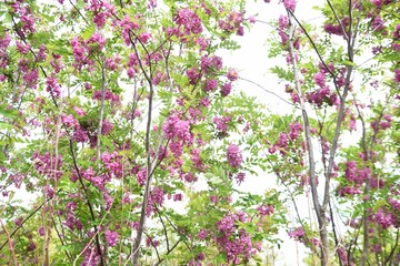 Locust tree ( Robinia pseudoacacia ) pink blossoms. Fabaceae deciduous tree.