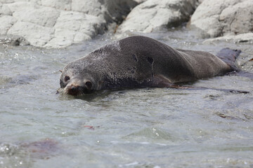 Neuseeländischer Seebär / New Zealand fur seal / Arctocephalus forsteri