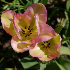 Peach Yellow Springtime Tulip Bulb