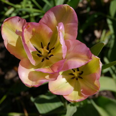 Naklejka na ściany i meble Peach Yellow Springtime Tulip Bulb