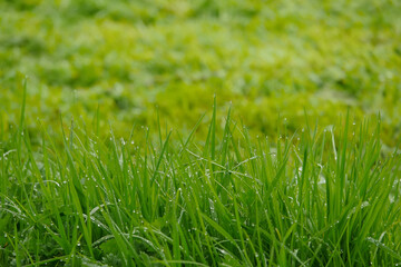 Morning dew on a grass in focus, mowed grass out of focus. Garden maintenance concept. Early morning time