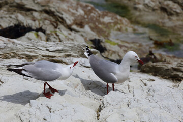 Rotschnabelmöwe / Red-billed gull / Larus scopulinus