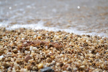 Black Sea coast. Black Sea. Sea wave and sand

