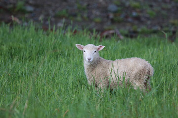 Coopworthschaf / Coopworth sheep / Ovis.