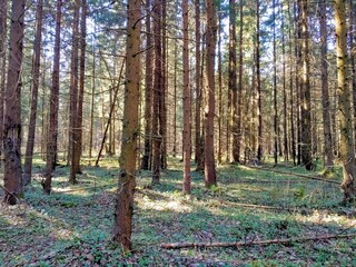 Obraz premium Spruce forest🌲🌲🌲🌲01.05.2021