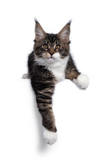 Obraz premium Cute black tabby with white Maine Coon cat kitten, laying down on edge with paws hanging relaxed over that edge. Looking towards camera. Isolated on a white background.