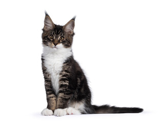 Cute black tabby with white Maine Coon cat kitten, sitting side ways. Looking away from camera. Isolated on a white background.