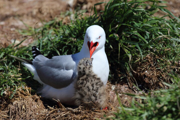Rotschnabelmöwe / Red-billed gull / Larus scopulinus.