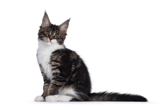 Cute black tabby with white Maine Coon cat kitten, sitting side ways. Looking towards camera  with cute head tilt. Isolated on a white background.