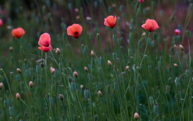 field of poppies