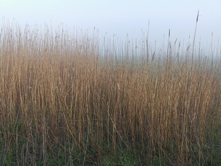 reeds in the water