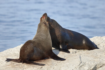 Naklejka premium Neuseeländischer Seebär / New Zealand fur seal / Arctocephalus forsteri.