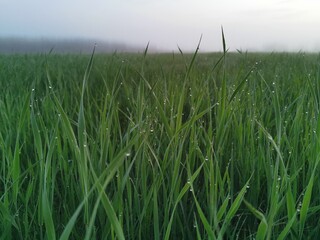 green wheat field