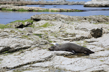 Rotschnabelmöwe und  Neuseeländischer Seebär / Red-billed gull and New Zealand fur seal / Larus scopulinus et Arctocephalus forsteri