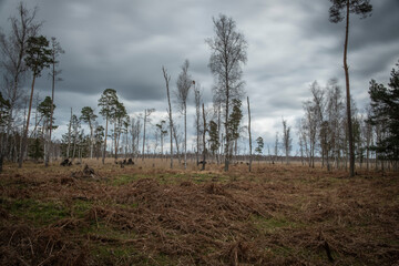 Das Dubringer Moor bei Wittichenau im Frühling