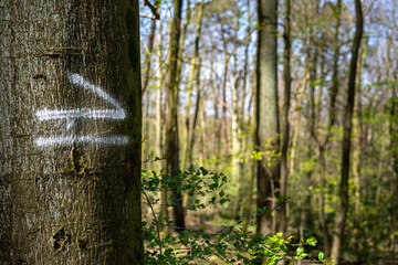 Baum mit einer Markierung in Frühlingswald