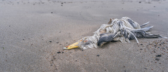 dead seagull on the seashore, close up, blurry background