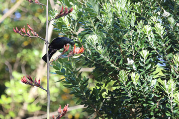 Tui / Tui / Prosthemadera novaeseelandiae