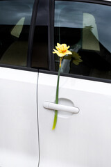 yellow daffodil behind a car wiper. Women's Day