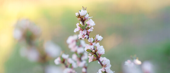 spring flowers on tree branches under the warm sun, soft focus blurry background