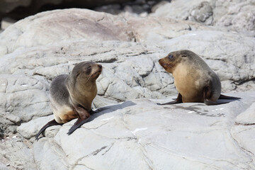Neuseeländischer Seebär / New Zealand fur seal / Arctocephalus forsteri.