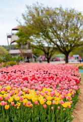 넓은 꽃밭에 펼쳐진 다양한 색의 튤립