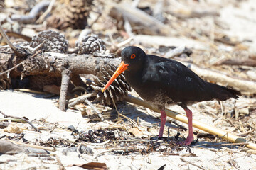 Neuseeländischer Austernfischer / Variable oystercatcher / Haematopus unicolor