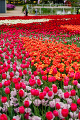넓은 꽃밭에 펼쳐진 다양한 색의 튤립