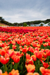 넓은 꽃밭에 펼쳐진 다양한 색의 튤립