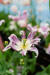 꽃밭의 활짝핀 튤립