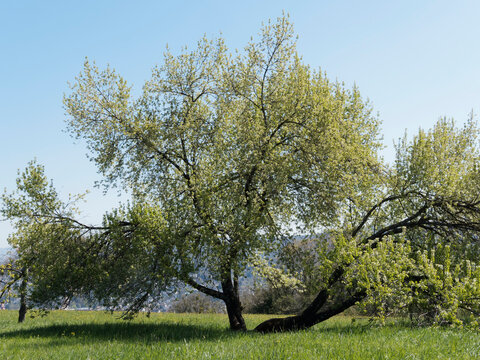 Majest&auml;tischer wei&szlig;er bl&uuml;hender Steinweichsel oder prunus mahaleb in der Mitte einer gr&uuml;nen Wiese unter einem blauen Himmel