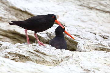 Neuseeländischer Austernfischer / Variable oystercatcher / Haematopus unicolor