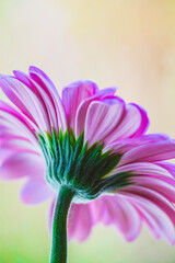 Macro photo of gerbera flower with water drop. floral background with pink gerbera.