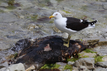 Dominikanermöwe / Southern black-backed gull / Larus dominicanus..