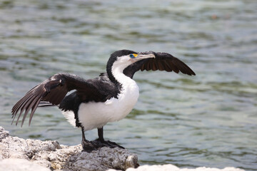Elsterscharbe / Australian pied cormorant / Phalacrocorax varius