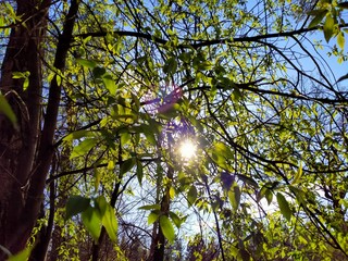 Branches against sky 🌿
01.05.2021 


