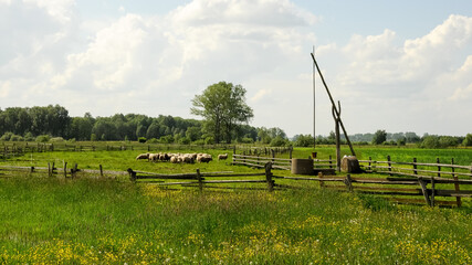Pasące się owce w zagrodzie wiejskiej ze starą studnią.